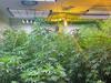 Weed, meth, cocaine seized in massive separate drug busts