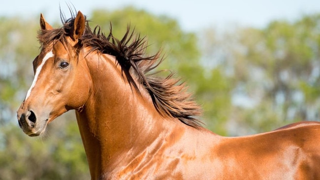 Extreme Choice will stand for an equal Australian record fee of $330,000 at Newgate Farm. Picture: Supplied