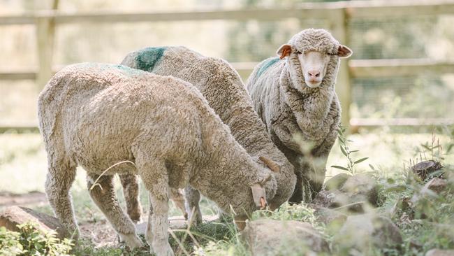 These three sheep were taken by vegan protesters from a Queensland abattoir. Picture: AAP/supplied by Brad King