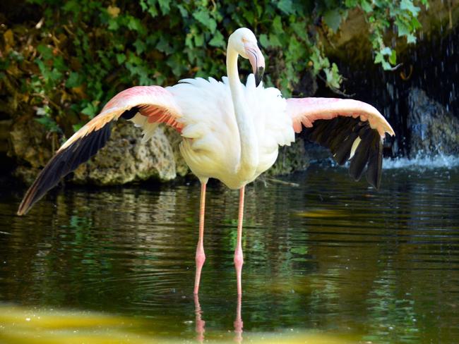 Greater the flamingo about a week before he died. Picture: Tabatha Griffin