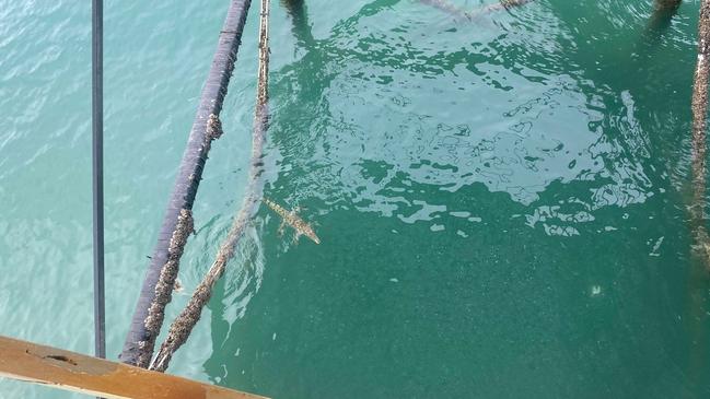 A young and curious crocodile at Nightcliff jetty. Picture: Gordon Canning