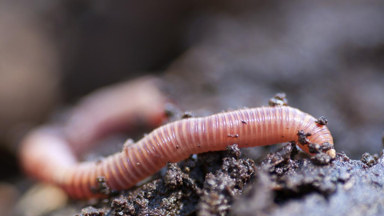 Drunk earthworms could radically change scientists’ understanding of how the brain functions, and how to interact with it. Picture: Thinkstock