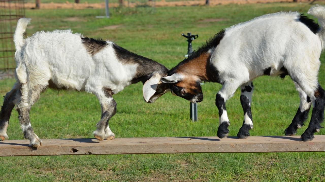 From the Ground Up Wellbeing Farm owner Kamala Paech has started offering animal and nature supported therapy programs for people living with disabilities and mental health.