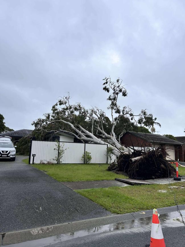 Lizzy Burke said the tree, which fell on her Elanora home, were as tall as the power poles. Photo: Lizzy Burke