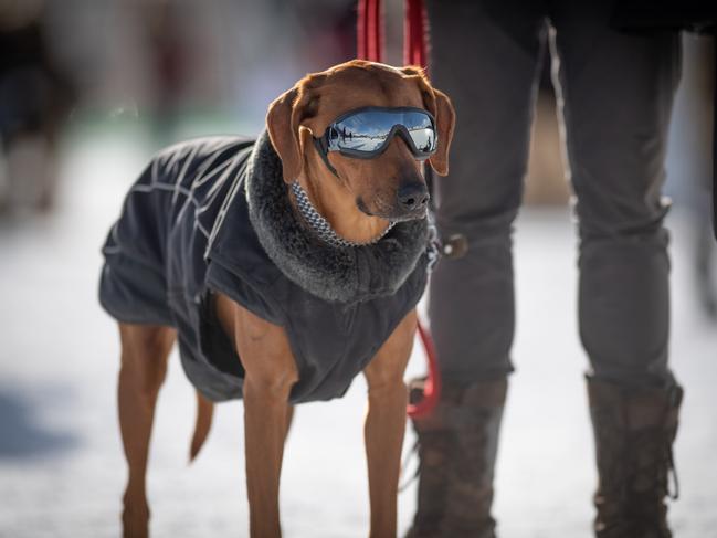 Even pets are sylishily attired at the event.