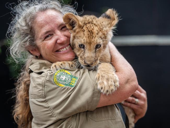 Stephanie Robinson with 10-week-old lion cub Caesar at Darling Downs Zoo, 22 October 2024. Photo: David Martinelli.