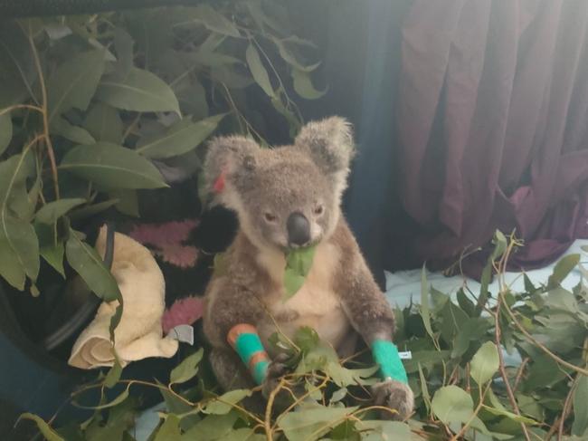 Koala Laura Leaf bandaged up but receiving some placating gifts of Eucalyptus.