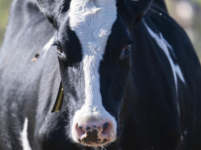 CANBERRA, AUSTRALIA - MAY 19: Dairy farmer Phil Ryan with his cattle on his farm in Toothdale, NSW. Picture: NCA NewsWire / Martin Ollman