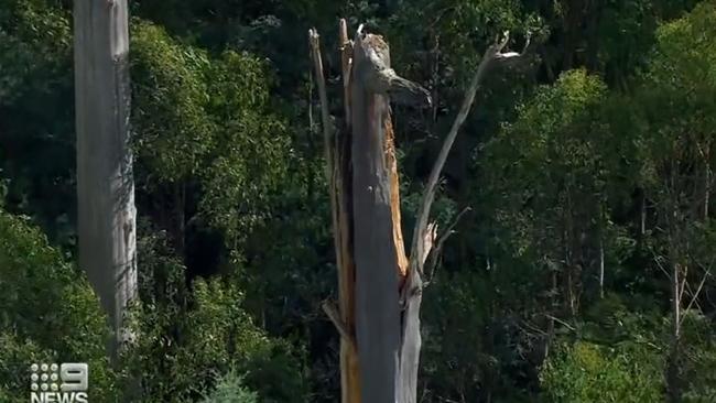 A tree showing crash damage. Picture: Nine News