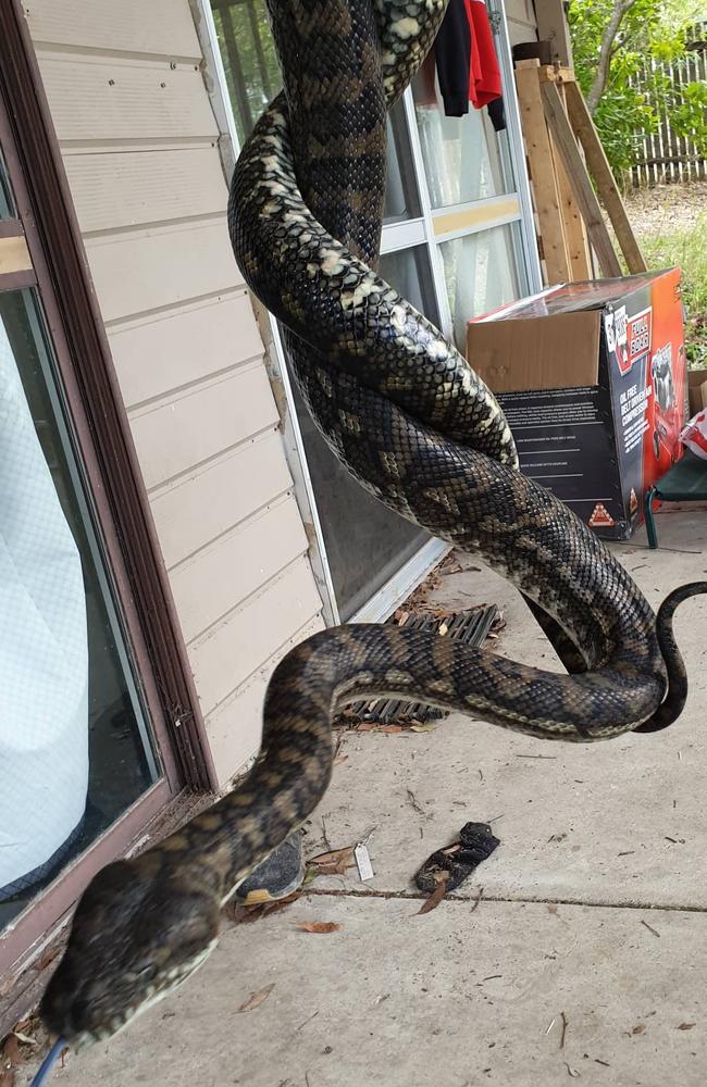 The male coastal pythons locked in combat. Source: Steven Brown from Brisbane North Snake Catchers and Relocation