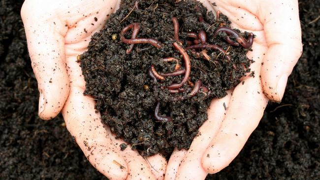 Worms and rich soil in hands. Picture: iStock