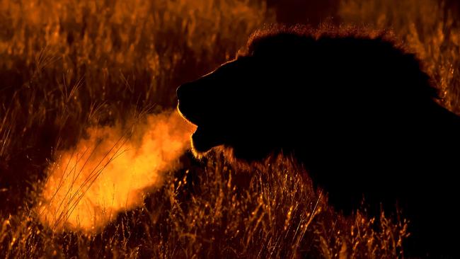 Highly Commended Animal Behaviour ... Dawn Roar, A male lion roars in the chilly dawn in the Kalahar. Picture: Michael Gallagher/WildLifePhoto.com