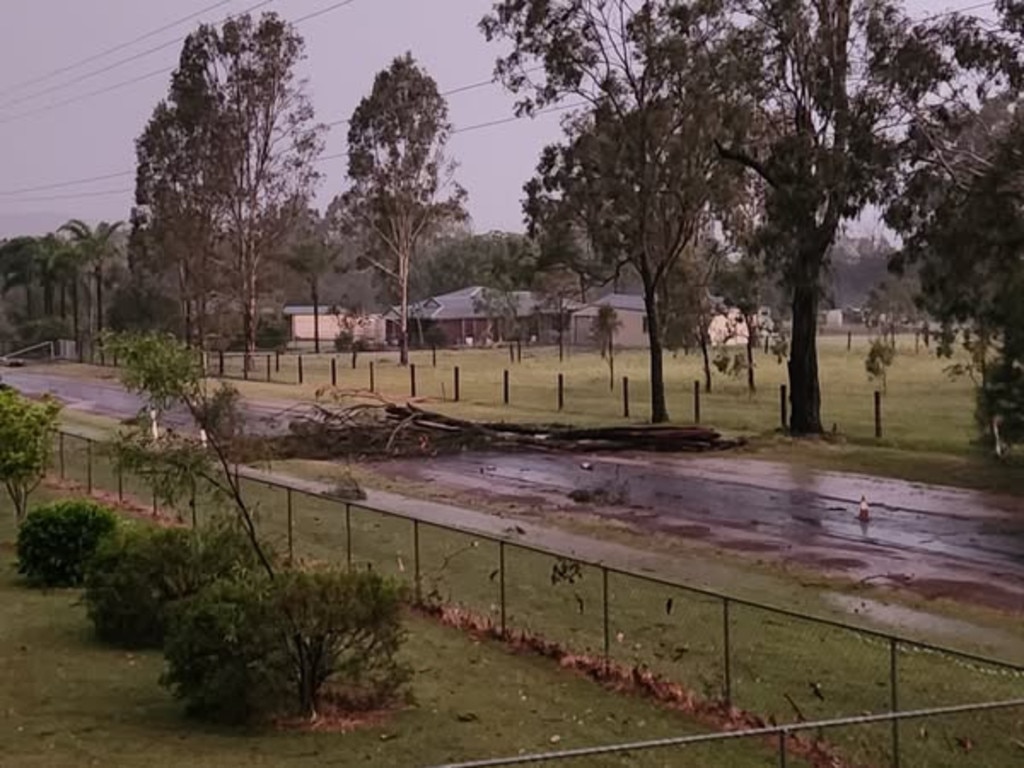 A tree down on Purga School Road, Purga. Picture: Lacey-Maree Rohrlach