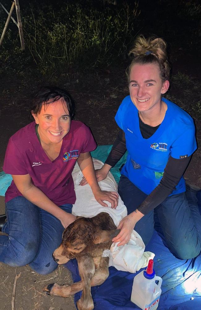 Caring and compassionate veterinary and nursing staff go the extra mile to provide support where it's needed - including out on the farm. Picture: Supplied.