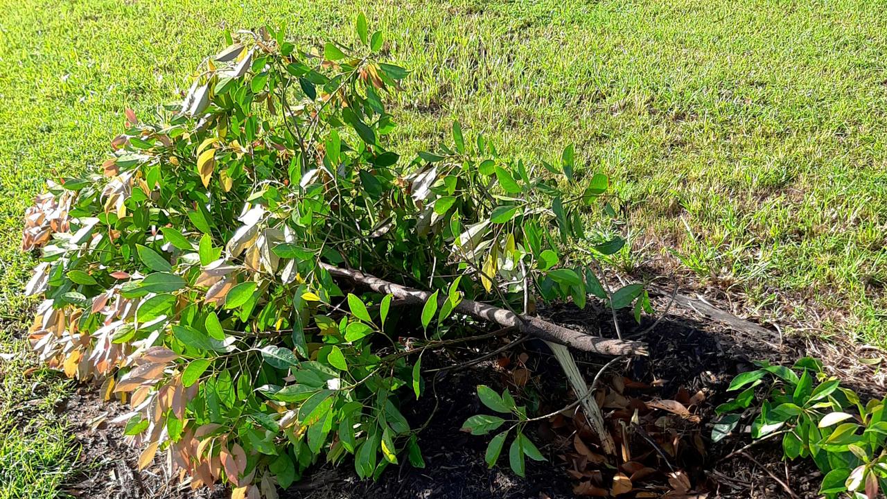 The trees were snapped off at their bases, with the tops left lying on the ground, Fraser Coast Regional Council manager of open space and environment Max Corte said.Â