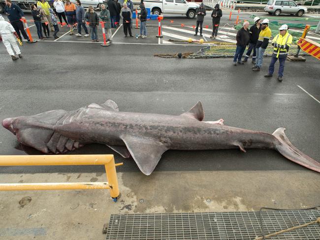 The basking shark has been identified as male during its dissection dockside in Portland, Victoria. Picture: Melbourne Museum