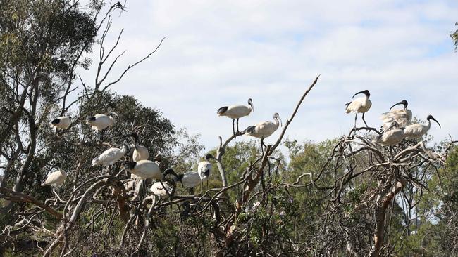 Bin chickens just cant get enough of the area. Picture: Glenn Hampson