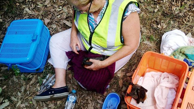 A WIRES volunteers tends to a flying fox. Picture: WIRES