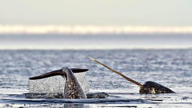 Narwhals can be spotted off the coast of Greenland. Picture: Michelle Valberg