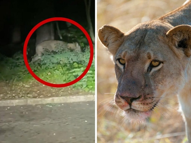 german lioness search. Picture: Supplied.