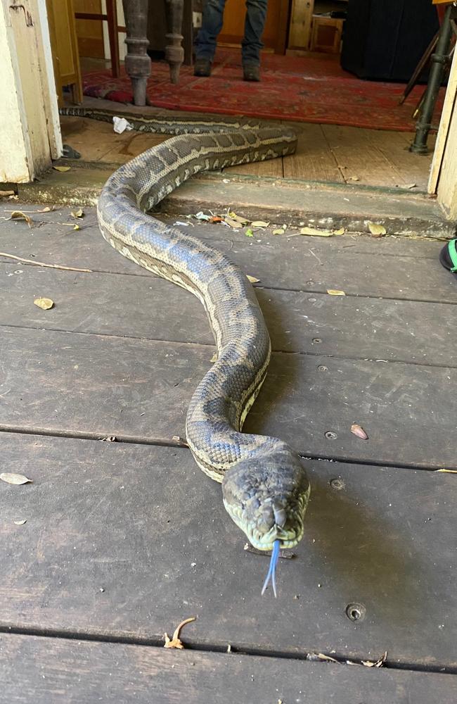 One of the two huge carpet snakes.