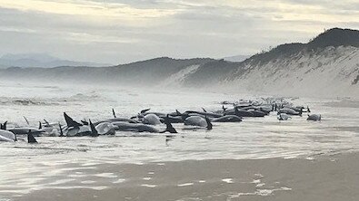 Beached whales at Ocean Beach near Macquarie Heads at Strahan. Picture: Huon Aquaculture