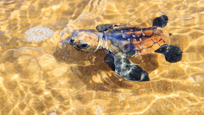 Whitsunday residents are being urged to keep an eye out for nesting turtles. Photo Lachie Millard