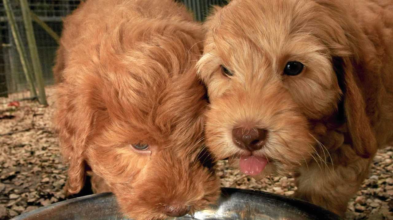 PARVOVIRUS Why you need to vaccinate your puppies The Courier Mail