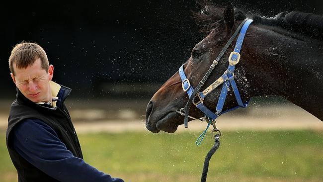 Chris Ely winces as Brown Panther shakes sand over him after a roll at Werribee. Picture: Colleen Petch