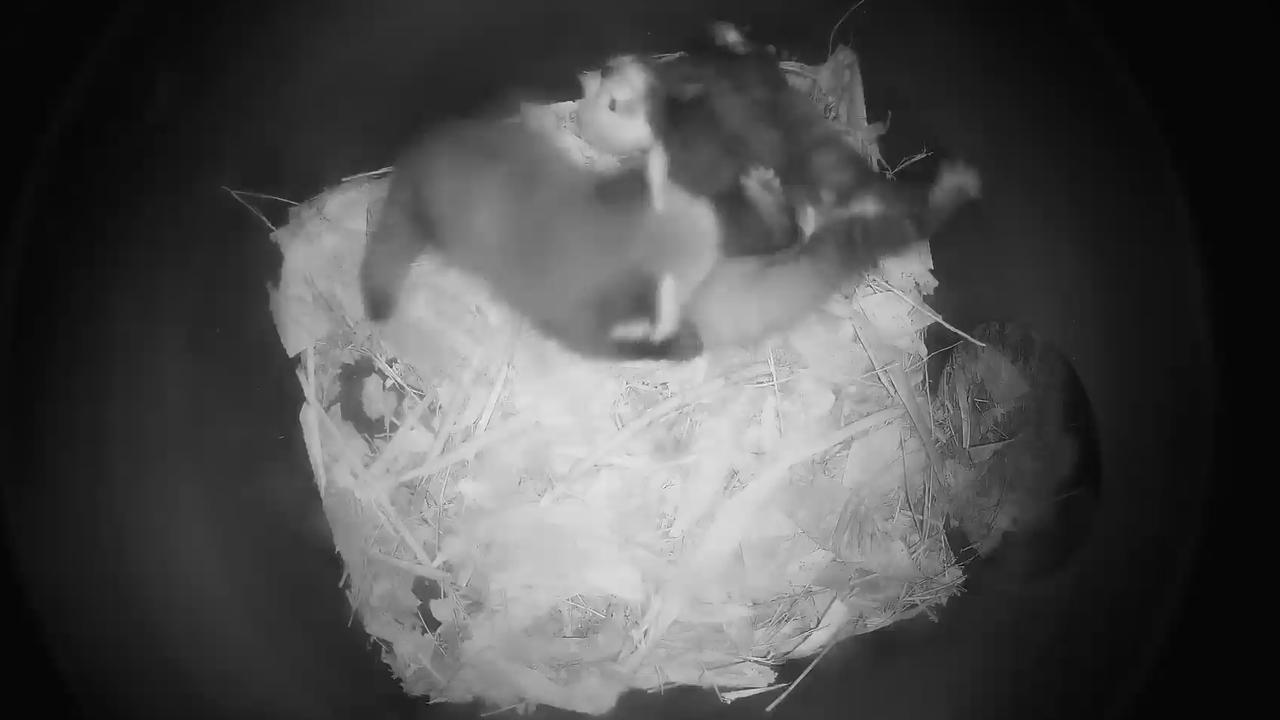 Taronga Zoo has welcomed two red panda cubs, whose early development is being captured and shared via CCTV footage from within their purpose-built nesting box they share with their mum. Picture: Taronga Zoo