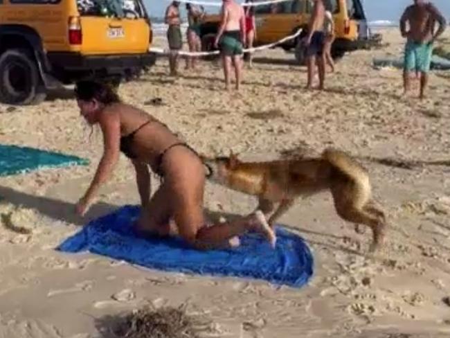 Tourist bitten in string of dingo attacks on K'gari (Fraser Island)(Supplied: Department of Environment and Science)