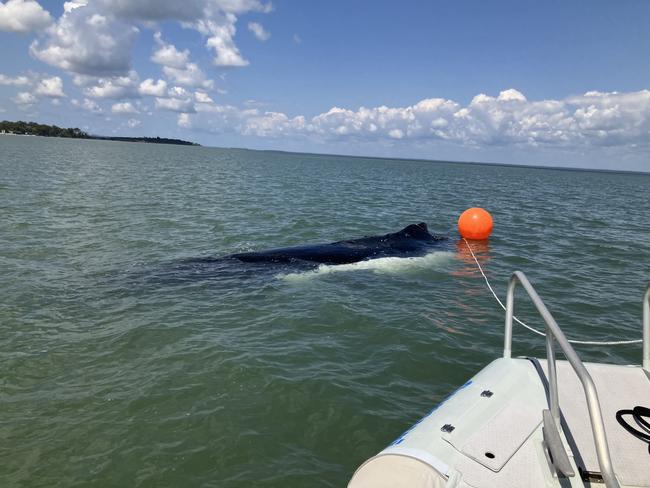 Marine Park rangers have secured a deceased adult humpback in a secluded location near Dream Island in the Great Sandy Straits off Kâ&#128;&#153;gari.