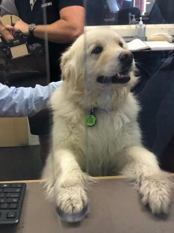 Ralph the dog helped out in the South Yarra Metro office while he waited to be collected. Picture: Facebook/Daniel Andrews