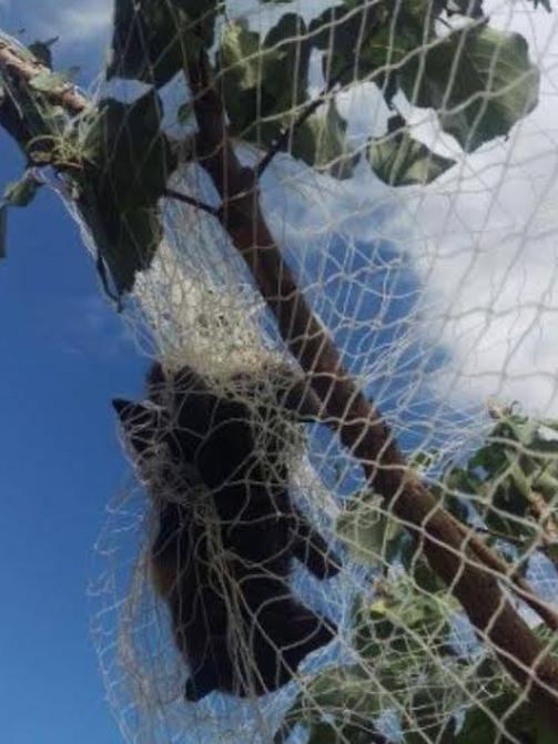 A bat caught in a tree at a home in Avondale Heights. Picture: Supplied.