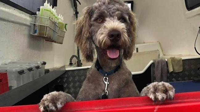 Franchisees aren't happy with their experience at Jim's Dog Wash. Picture: Instagram