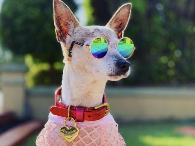 GALLERY: Queensland’s cutest dogs in costumes