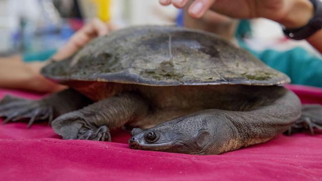 Reece with a Spoon will be released once the creeks “settle down” says senior vet Dr Michael Pyne. Picture: Jerad Williams.