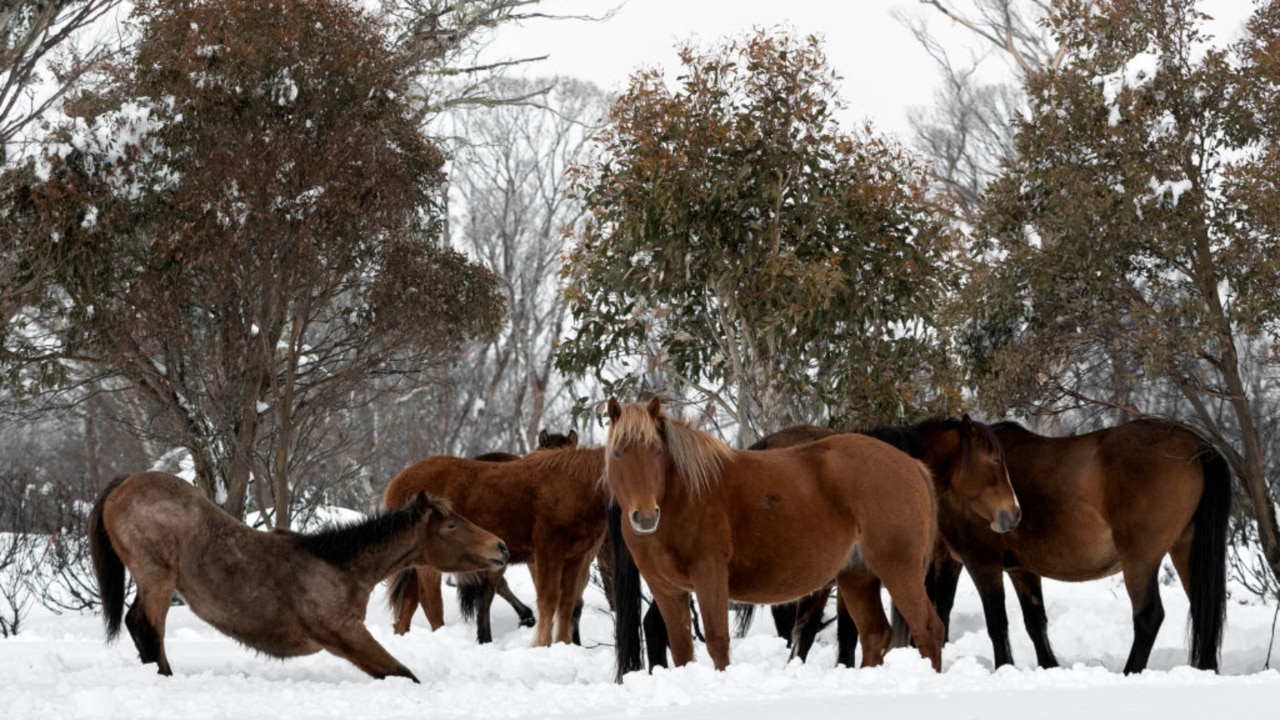 Aerial shooting of brumbies to recommence at Kosciuszko