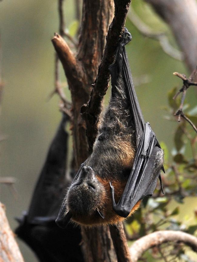 The endangered Grey-Headed Flying-fox has made itself at home in Avalon as well. Picture: Martin Lange.