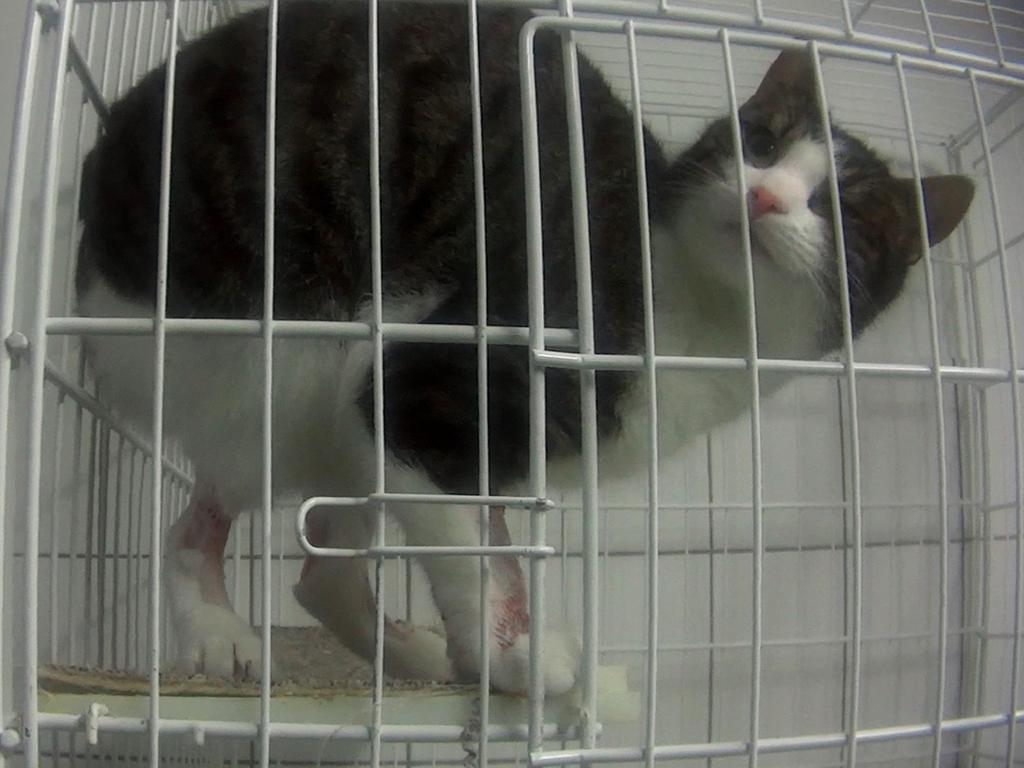 A cat left with sores on its legs following tests. Picture: Cruelty Free International/Newsflash/australscope