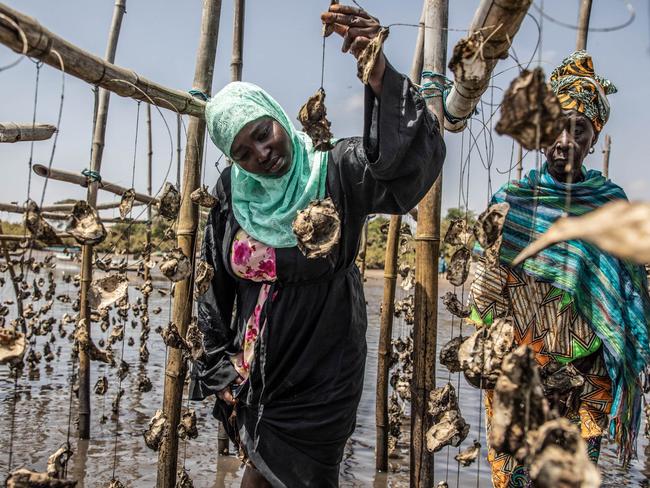 The TRY Oyster Women Association plays a vital role in protecting the wetlands on the River Gambia, educating members to preserve the mangroves and harvest oysters sustainably, as well as engaging in reforestation and encouraging the women to consider themselves stewards of the mangroves. // Picture: Jason Florio