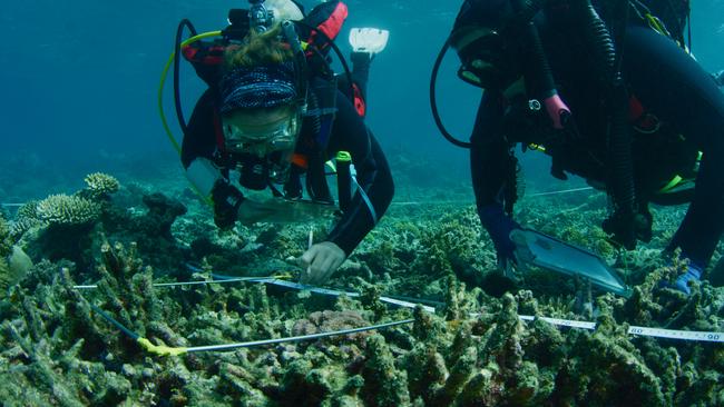 Freda Nicholson and Alicia McArdle of Mars Sustainable Solutions inspect coral growth on reef stars.