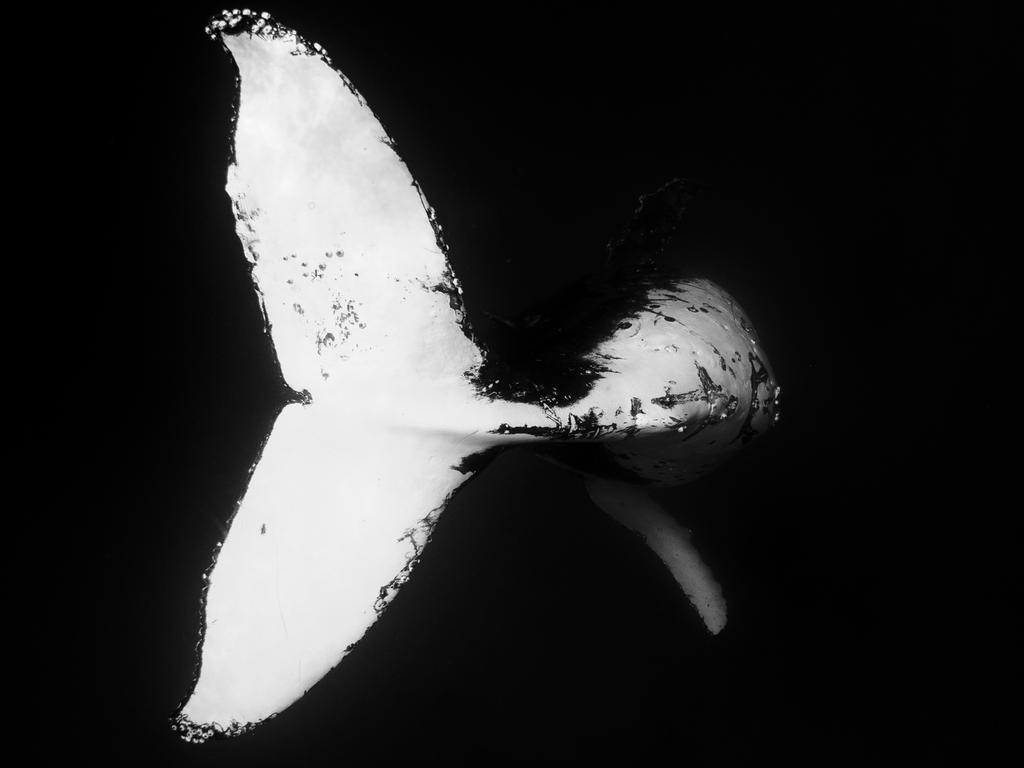 Whale’s Tail. Steve Irwin’s 13-year-old son Robert demonstrates an exceptional talent behind the lens with a series of candid and close-up images of wildlife in their natural habitats. Picture: Robert Irwin