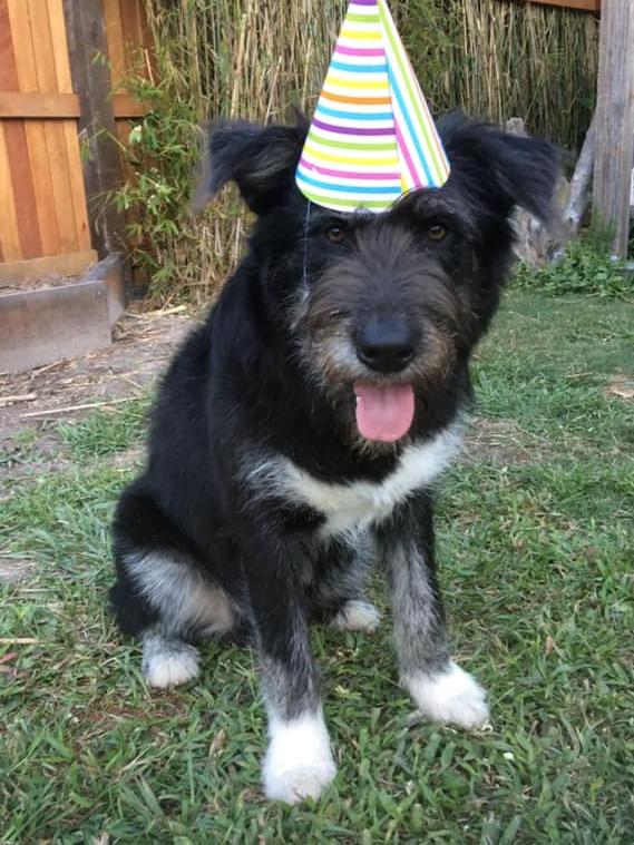 Irish wolfhound Bucket was euthanised after being allegedly shot with an arrow at a South Golden Beach property. Bucket was described on social media as "a gentle soul who lived life to the fullest".