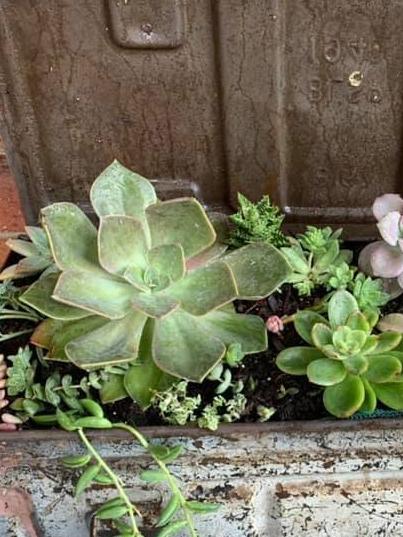 Succulents.