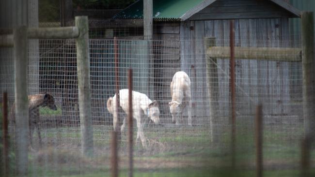 Greyhounds at Karen Leek’s Devon Meadows property. Picture: Tony Gough