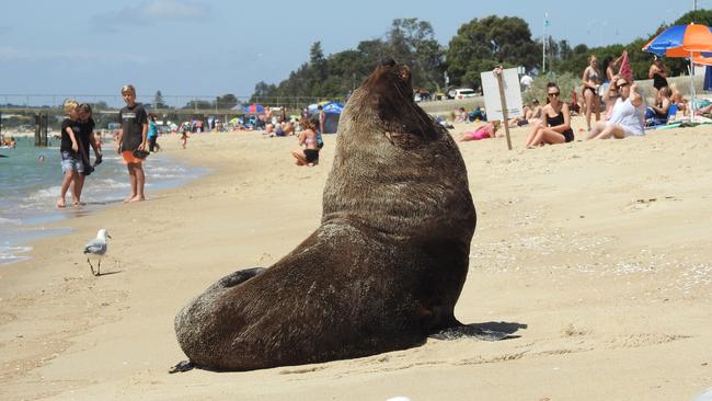 A seal dubbed “Arcto” has been visiting Dromana beach. Picture: DELWP