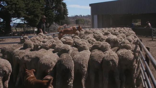 Earl the sheep and Cattle dog from Fingal has won the annual Cobber 21-day challenge as the hardest working dog in Australia, covering 1343km.