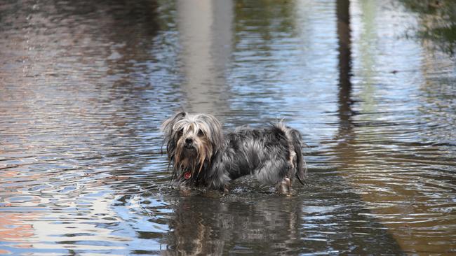 Flooding from the King tide at Budds Beach at Surfers Paradise was made worse by the approaching storm system. Walkies was a damp affair. Picture Glenn Hampson