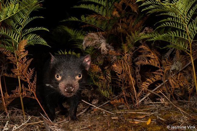 Threatened Species Winner by Jasmine Vink, Queensland. ‘Tasmanian Devil’.